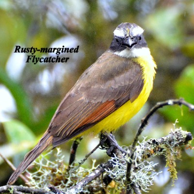 Rusty-margined Flycatcher